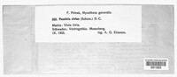 Puccinia violae image